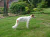 trilby_new_home5.jpg (48489 Byte)