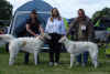 003_puppy_bis.jpg (123383 Byte)
